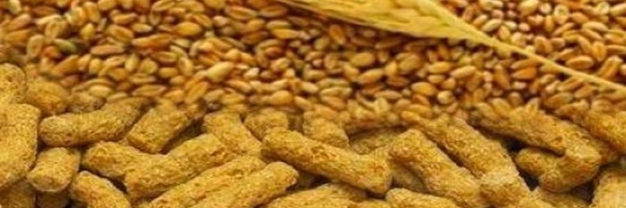 Экструдированное зерно — польза от использования