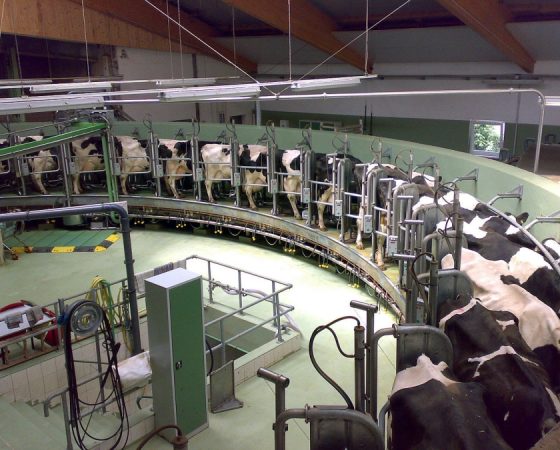 Потребность коров и молодняка КРС в аминокислотах