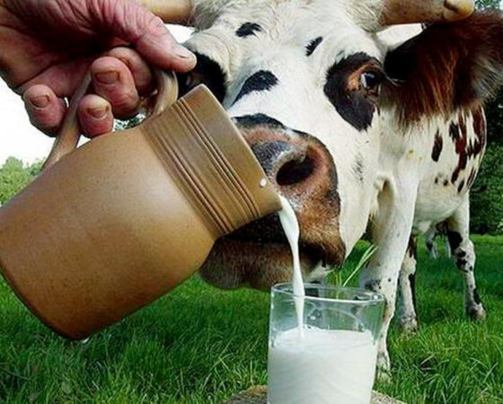 With the drug Lactostim - we will transform milk into fat!